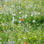 02.08.2017 Kielce. Łączka kwiatowa u zbiegu ulic Pakosz i Krakowskiej. / Jarosław Kubalski - Radio Kielce / Łączka kwiatowa przy skateparku