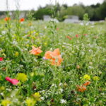 02.08.2017 Kielce. Łączka kwiatowa u zbiegu ulic Pakosz i Krakowskiej. / Jarosław Kubalski - Radio Kielce / Łączka kwiatowa przy skateparku