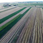 02.08.2017 Pola pod Pińczowem. / Jarosław Kubalski - Radio Kielce / Akcja żniwa.