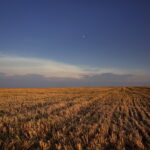 02.08.2017 Pola pod Pińczowem. / Jarosław Kubalski - Radio Kielce / Akcja żniwa.