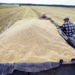 02.08.2017 Włoszczowice. Pole Krzysztofa Nowaka. Zbiór pszenicy. / Jarosław Kubalski - Radio Kielce / Akcja żniwa.