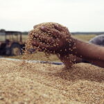 02.08.2017 Włoszczowice. Pole Krzysztofa Nowaka. Zbiór pszenicy. / Jarosław Kubalski - Radio Kielce / Akcja żniwa.