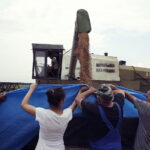 02.08.2017 Włoszczowice. Pole Krzysztofa Nowaka. Zbiór pszenicy. / Jarosław Kubalski - Radio Kielce / Akcja żniwa.