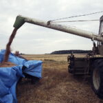 02.08.2017 Włoszczowice. Pole Krzysztofa Nowaka. Zbiór pszenicy. / Jarosław Kubalski - Radio Kielce / Akcja żniwa.