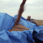 02.08.2017 Włoszczowice. Pole Krzysztofa Nowaka. Zbiór pszenicy. / Jarosław Kubalski - Radio Kielce / Akcja żniwa.