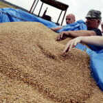 02.08.2017 Włoszczowice. Pole Krzysztofa Nowaka. Zbiór pszenicy. / Jarosław Kubalski - Radio Kielce / Akcja żniwa.