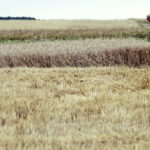 02.08.2017 Włoszczowice. Pole Krzysztofa Nowaka. Zbiór pszenicy. / Jarosław Kubalski - Radio Kielce / Akcja żniwa.