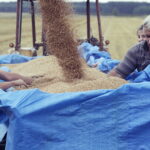 02.08.2017 Włoszczowice. Pole Krzysztofa Nowaka. Zbiór pszenicy. / Jarosław Kubalski - Radio Kielce / Akcja żniwa.