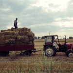 02.08.2017 Sędziejowice. Pole Zofii i Jana Witków. Zbiórka słomy po pszenżycie. / Jarosław Kubalski - Radio Kielce / Akcja żniwa.