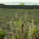 02.08.2017 Pola pod Michałowem / Jarosław Kubalski - Radio Kielce / Akcja żniwa.