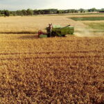 02.08.2017 Góry Pińczowskie. Pole państwa Ciszków. Zbiór pszenicy. / Jarosław Kubalski - Radio Kielce / Akcja żniwa.