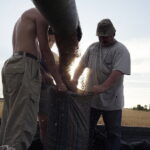 02.08.2017 Góry Pińczowskie. Pole państwa Ciszków. Zbiór pszenicy. / Jarosław Kubalski - Radio Kielce / Akcja żniwa.