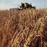 02.08.2017 Kopernia. Andrzej Grabowski zjeżdża po zbiorze gorczycy. / Jarosław Kubalski / Radio Kielce