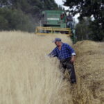 02.08.2017 Bieliny Podlesie. Pole Józefa Iwana. / Jarosław Kubalski - Radio Kielce / Akcja żniwa.