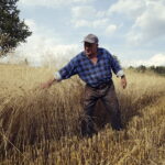 02.08.2017 Bieliny Podlesie. Pole Józefa Iwana. / Jarosław Kubalski - Radio Kielce / Akcja żniwa.