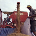 02.08.2017 Huta Podłysica. Pole Grzegorza Czerneckiego. / Jarosław Kubalski - Radio Kielce / Akcja żniwa.