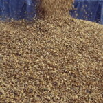 02.08.2017 Huta Podłysica. Pole Grzegorza Czerneckiego. Zboże. / Jarosław Kubalski - Radio Kielce / Akcja żniwa.