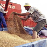 02.08.2017 Huta Podłysica. Pole Grzegorza Czerneckiego. / Jarosław Kubalski - Radio Kielce / Akcja żniwa.