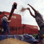 02.08.2017 Huta Podłysica. Pole Grzegorza Czerneckiego. / Jarosław Kubalski - Radio Kielce / Akcja żniwa.