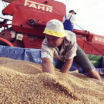 02.08.2017 Huta Podłysica. Pole Grzegorza Czerneckiego / Jarosław Kubalski / Radio Kielce