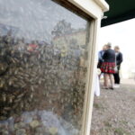 13.08.2017 Widełki. Festyn Biesiada Miodowa. Pszczoły. / Jarosław Kubalski - Radio Kielce / Biesiada Miodowa w Widełkach