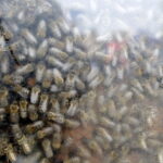 13.08.2017 Widełki. Festyn Biesiada Miodowa. Pszczoły. / Jarosław Kubalski - Radio Kielce / Biesiada Miodowa w Widełkach