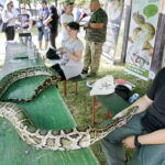 27.08.2017 Tokarnia. „Niedziela ze świętym Franciszkiem” w Parku Etnograficznym.  Pyton tygrysi. / Jarosław Kubalski  /  Radio Kielce / „Niedziela ze świętym Franciszkiem” w Tokarni.