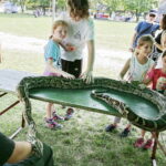 27.08.2017 Tokarnia. „Niedziela ze świętym Franciszkiem” w Parku Etnograficznym.  Pyton tygrysi. / Jarosław Kubalski  /  Radio Kielce / „Niedziela ze świętym Franciszkiem” w Tokarni.