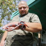 27.08.2017 Tokarnia. „Niedziela ze świętym Franciszkiem” w Parku Etnograficznym. Wąż mleczny. / Jarosław Kubalski  /  Radio Kielce / „Niedziela ze świętym Franciszkiem” w Tokarni.