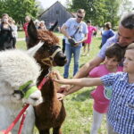 27.08.2017 Tokarnia. „Niedziela ze świętym Franciszkiem” w Parku Etnograficznym. Alpaki. / Jarosław Kubalski  /  Radio Kielce / „Niedziela ze świętym Franciszkiem” w Tokarni.