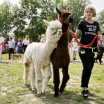 27.08.2017 Tokarnia. „Niedziela ze świętym Franciszkiem” w Parku Etnograficznym. Alpaki. / Jarosław Kubalski  /  Radio Kielce / „Niedziela ze świętym Franciszkiem” w Tokarni.