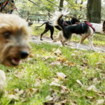 27.08.2017 Tokarnia. „Niedziela ze świętym Franciszkiem” w Parku Etnograficznym. / Jarosław Kubalski  /  Radio Kielce / „Niedziela ze świętym Franciszkiem” w Tokarni.