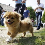 27.08.2017 Tokarnia. „Niedziela ze świętym Franciszkiem” w Parku Etnograficznym. / Jarosław Kubalski