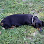 09.08.2017 Bałtów. Letni Raport Dnia / Krzysztof Bujnowicz - Radio Kielce / Bałtów