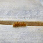 09.08.2017 Bałtów. Letni Raport Dnia / Krzysztof Bujnowicz - Radio Kielce / Bałtów