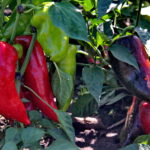 21.08.2017 Raport Dnia - Nieprowice. Gospodarstwo Agroturystyczne Celtyckie / Krzysztof Bujnowicz - Radio Kielce / Gospodarstwo Agroturystyczne Celtyckie w Nieprowicach