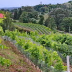 22.08.2017 Raport Dnia : Góry Wysokie. Winnica Sandomierska. / Krzysztof Bujnowicz - Radio Kielce / Góry Wysokie. Winnica Sandomierska