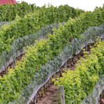 22.08.2017 Raport Dnia : Góry Wysokie. Winnica Sandomierska. / Krzysztof Bujnowicz - Radio Kielce / Góry Wysokie. Winnica Sandomierska