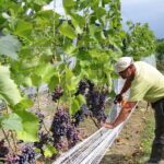 22.08.2017 Raport Dnia : Góry Wysokie. Winnica Sandomierska. / Krzysztof Bujnowicz - Radio Kielce / Góry Wysokie. Winnica Sandomierska