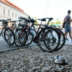 02.08.2017 Kielce. Miski z wodą dla psów. / Marzena Mąkosa - Radio Kielce / Miski z wodą dla psów na Rynku przy Ratuszu pod akacją