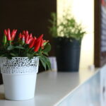 12.08.2017 Kielce. Papryczki na stole barowym / Marzena Mąkosa - Radio Kielce / Otwarcie Centralnego Baru Mlecznego Społem PSS przy ulicy Sienkiewicza