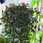 18.08.2017 Kielce. Instytut Diznajnu. System upraw hydroponicznych / Marzena Mąkosa - Radio Kielce / 18.08.2017 Kielce. Instytut Diznajnu. System upraw hydroponicznych