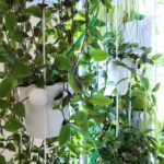 18.08.2017 Kielce. Instytut Diznajnu. System upraw hydroponicznych / Marzena Mąkosa - Radio Kielce / 18.08.2017 Kielce. Instytut Diznajnu. System upraw hydroponicznych