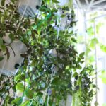 18.08.2017 Kielce. Instytut Diznajnu. System upraw hydroponicznych / Marzena Mąkosa - Radio Kielce / 18.08.2017 Kielce. Instytut Diznajnu. System upraw hydroponicznych