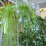 18.08.2017 Kielce. Instytut Diznajnu. System upraw hydroponicznych / Marzena Mąkosa - Radio Kielce / 18.08.2017 Kielce. Instytut Diznajnu. System upraw hydroponicznych