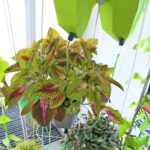 18.08.2017 Kielce. Instytut Diznajnu. System upraw hydroponicznych / Marzena Mąkosa - Radio Kielce / 18.08.2017 Kielce. Instytut Diznajnu. System upraw hydroponicznych