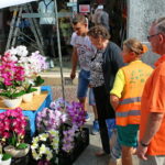 25.08.2017 Kielce. Mieszkańcy Kielc żegnają lato. / Marzena Mąkosa - Radio Kielce / Sprzedaż storczyków na kieleckiej ulicy