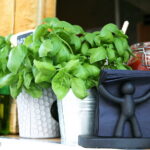 22.06.2017 Kielce. Zlot Food Trucków. / Marzena Mąkosa / Bazylia przy Foodtruckach