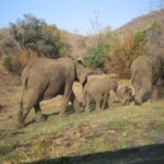 (12.08.2017) - Muzyczne Podróże - RPA / Zdzisław Piasta / RPA