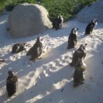 (12.08.2017) - Muzyczne Podróże - RPA / Zdzisław Piasta / RPA